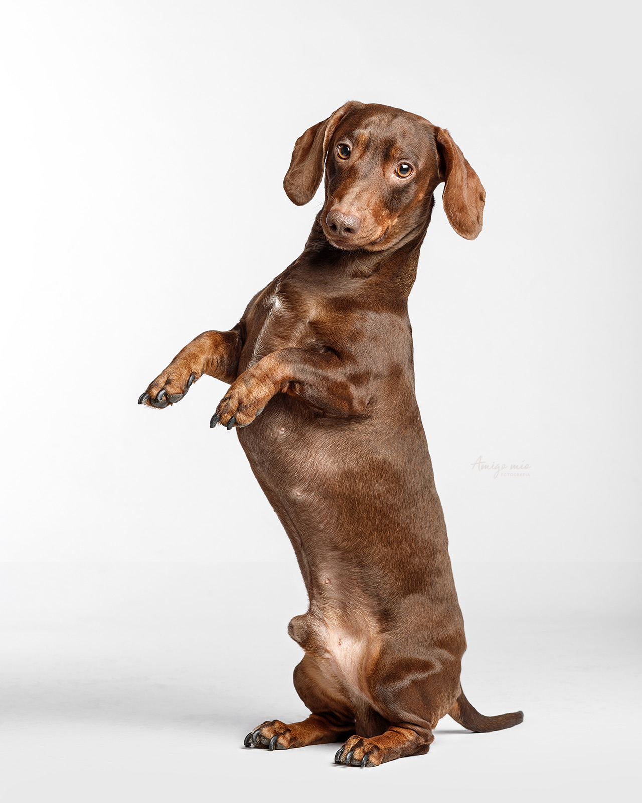 curso de fotografía de perros teckel cachorro