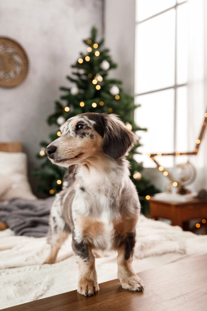 amigo mío fotografía fotógrafo de perros navidad 2020