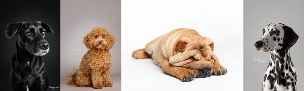 Retratos de perros en un estudio fotográfico para un casting de modelos
