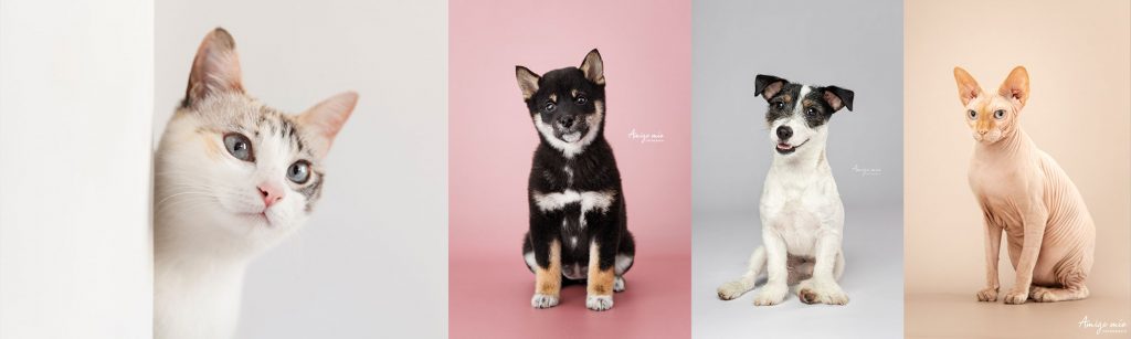 Retratos de gatos y perros en fondos lisos para un casting de modelos