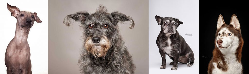 perros en un casting de modelos