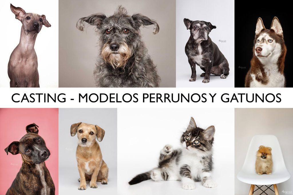 casting modelos perrunos y gatunos por amigo mío fotografía fotógrafo de perros y gatos