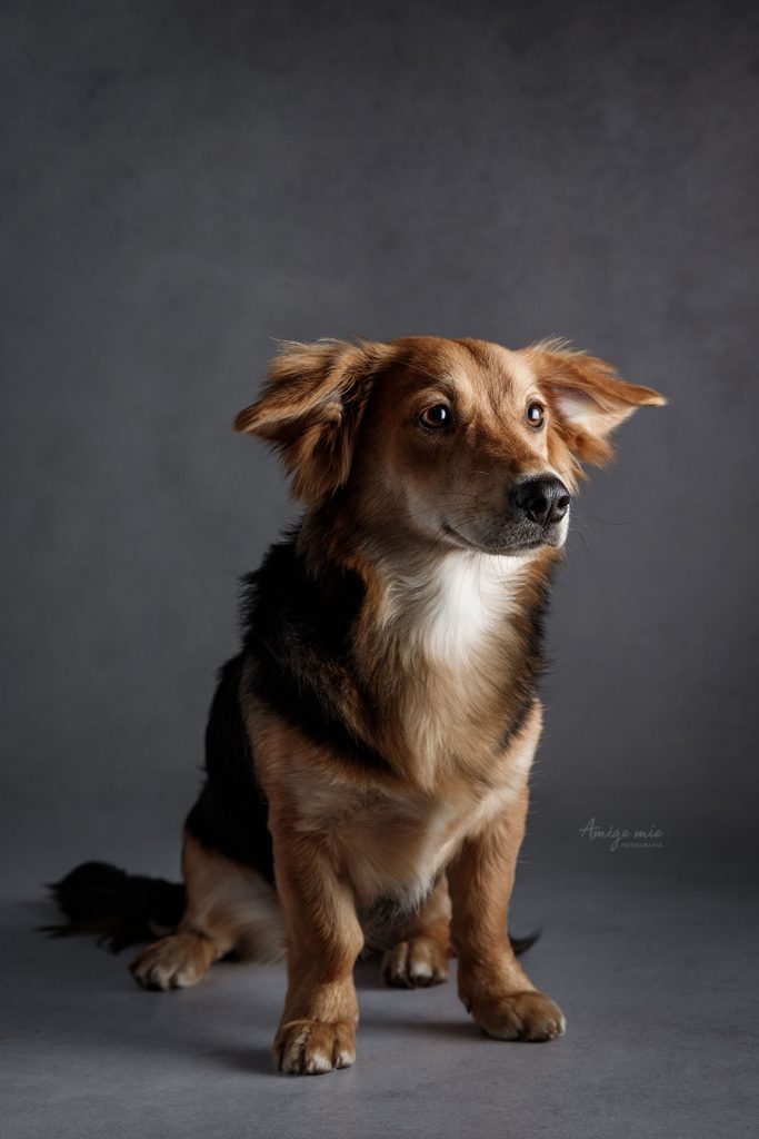 sesión retrato artístico perro adoptado