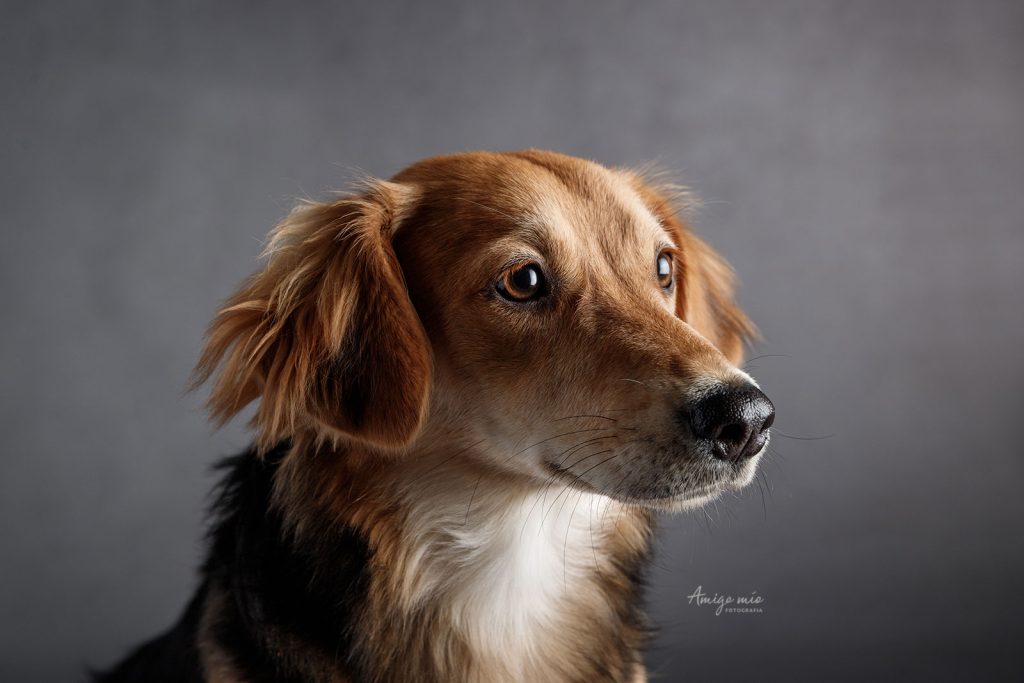 retrato de un perro cachorro triste