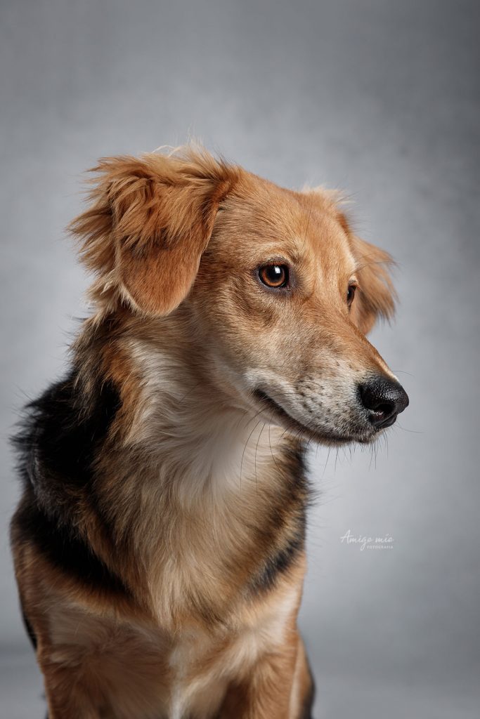 retrato de un cachorro en el estudio