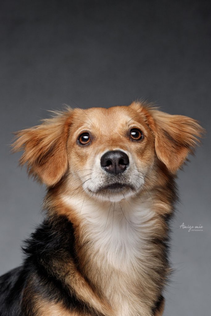 sesión retrato artístico perro cachorro