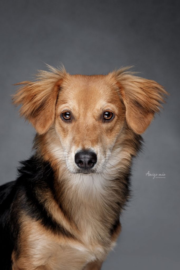 sesión retrato de un perro en fondo gris