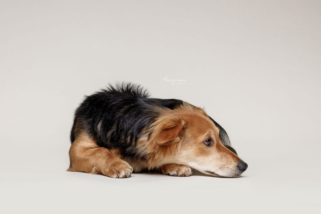 cachorro tumbado en el suelo