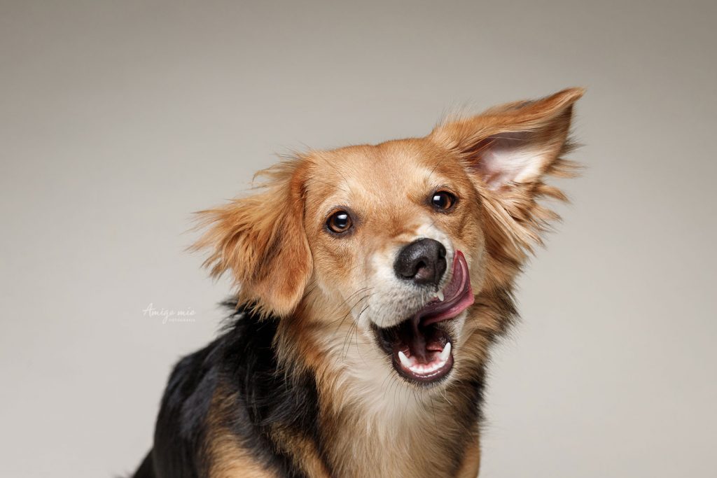 sesión retrato cachorro con lengua afuera