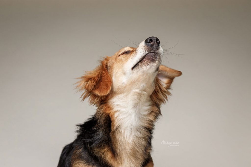 perro disfrutando en una sesión retrato