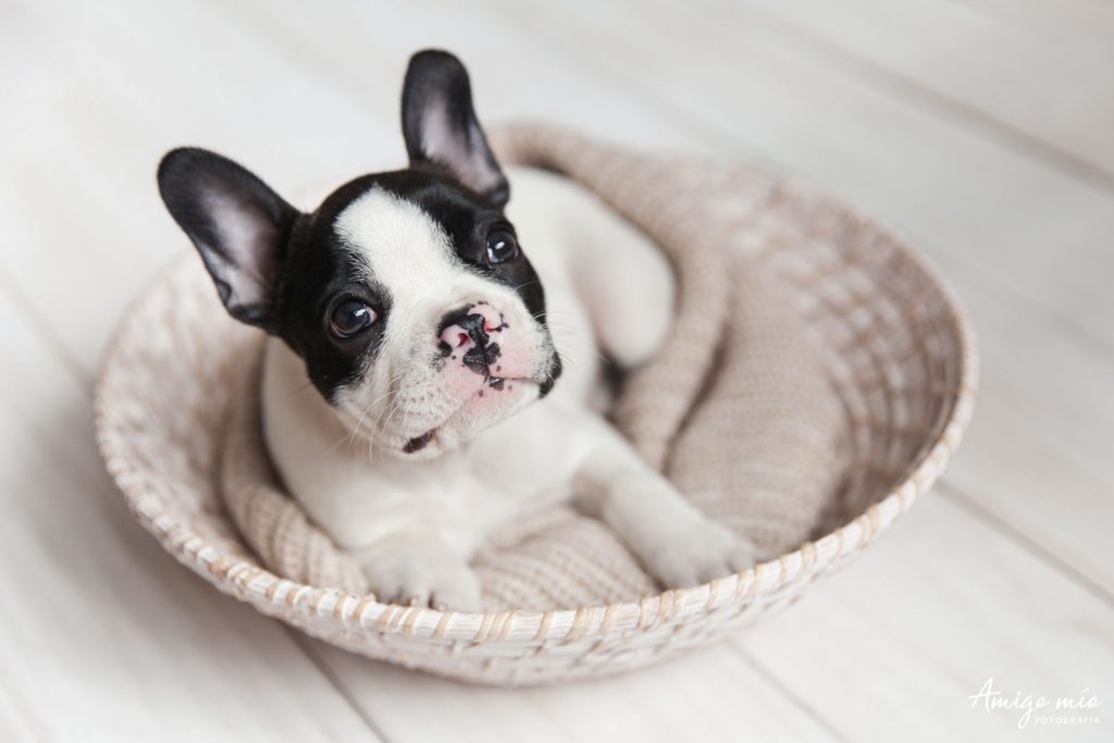cachorro bulldog frances tumbado en una cesta