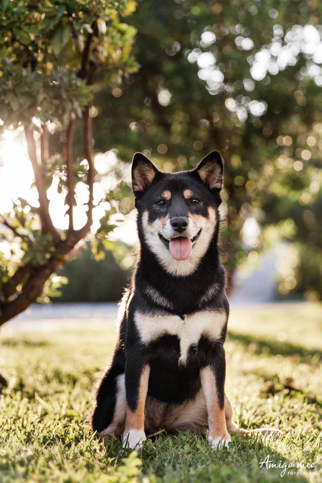 cachorro sonriendo sentado en exterior