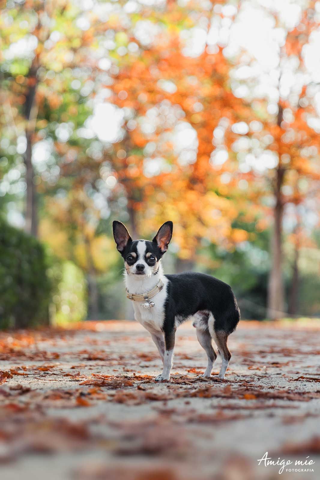 chihuahua en exterior con unos arboles de otoño