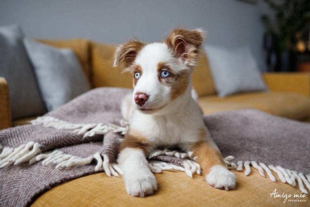 aussie sentado en el sofa de su casa