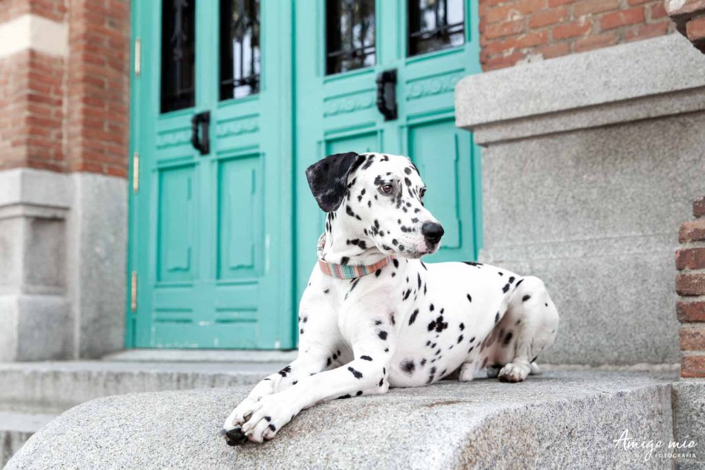 perro tumbado en la entrada de un edificio con una collar de marcas