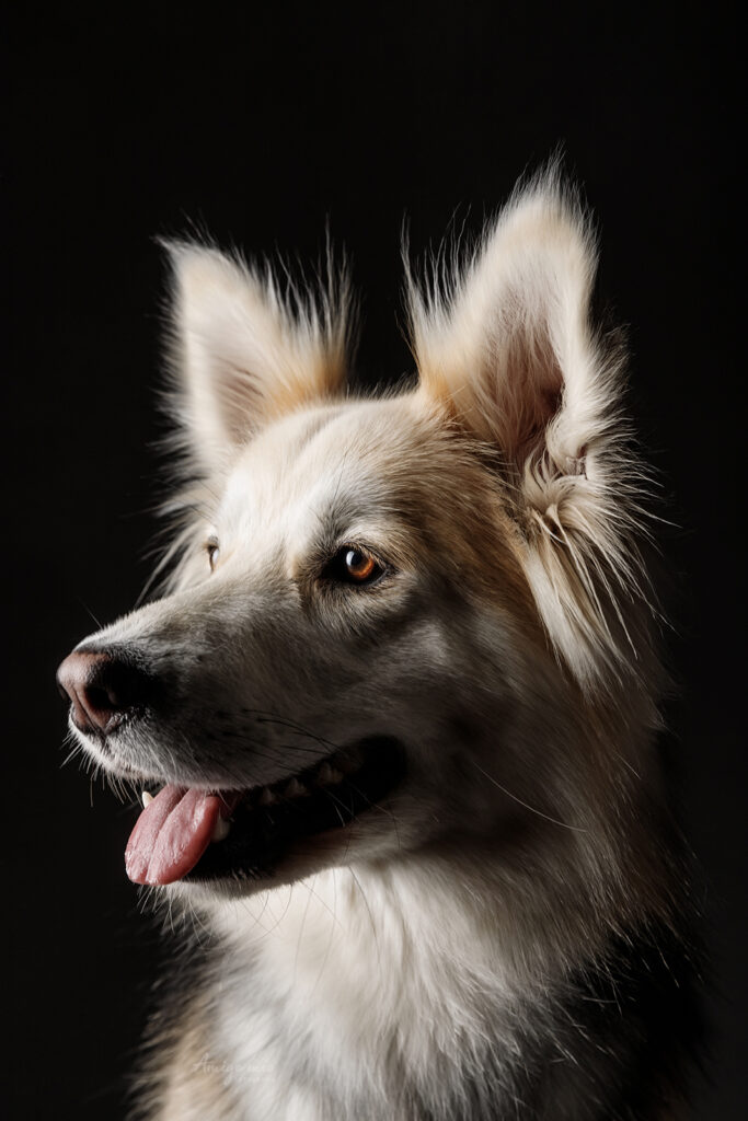 fotografo de perros en barcelona