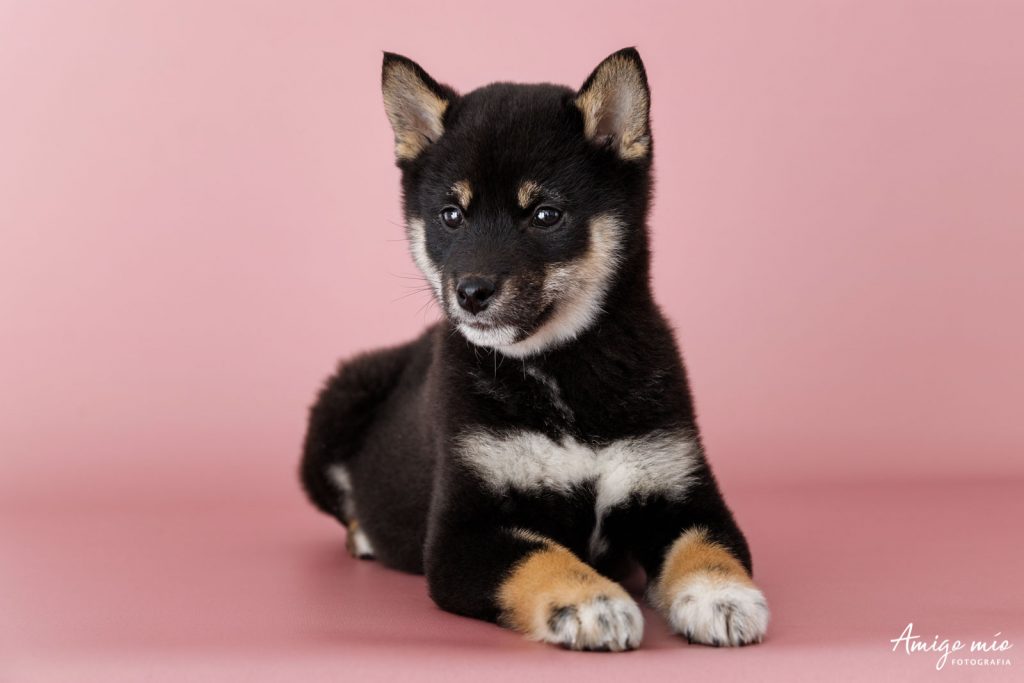 Perrita tumbada en un fondo rosa