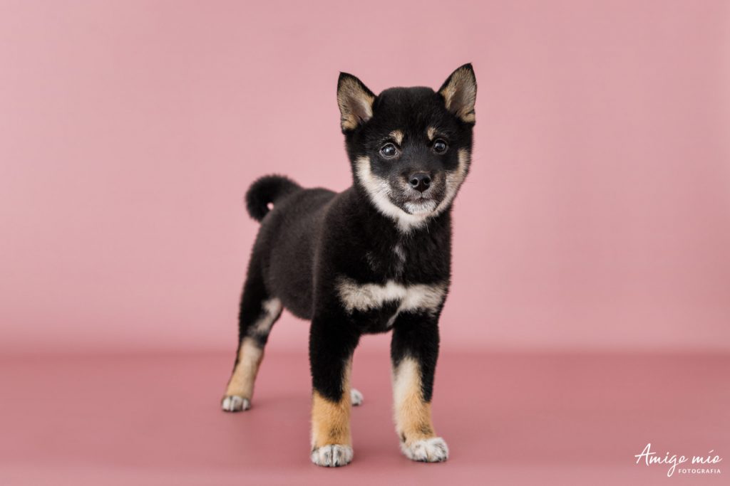 Retrato de la cachorra Dua en un fondo rosa