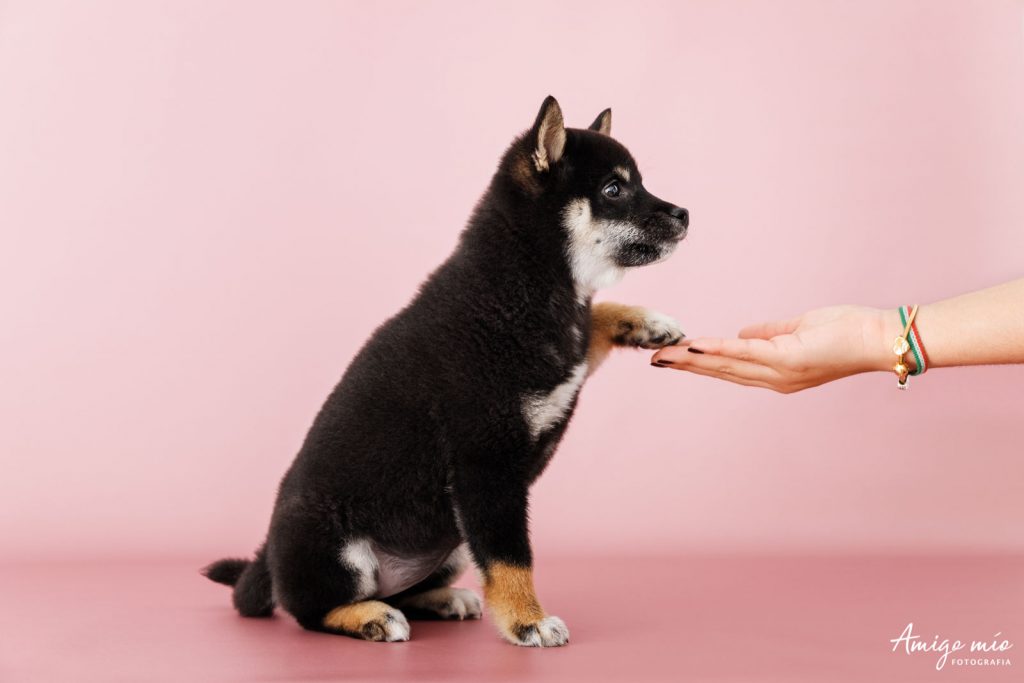 Cachorra Dua poniendo su pata encima de una mano en un fondo rosa