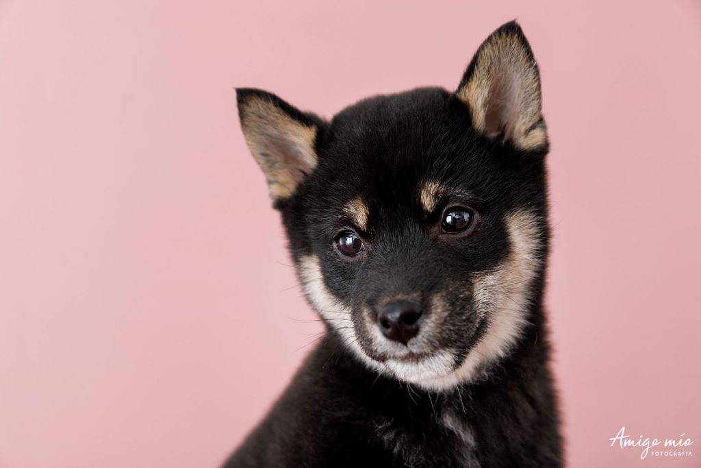 Retrato de la cachorra Dua perro Shiba Iru en fondo rosa