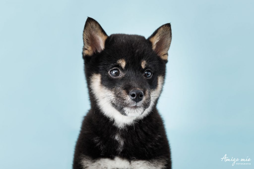 Retrato de un perro Shiba Iru con nombre Dua en fondo azul