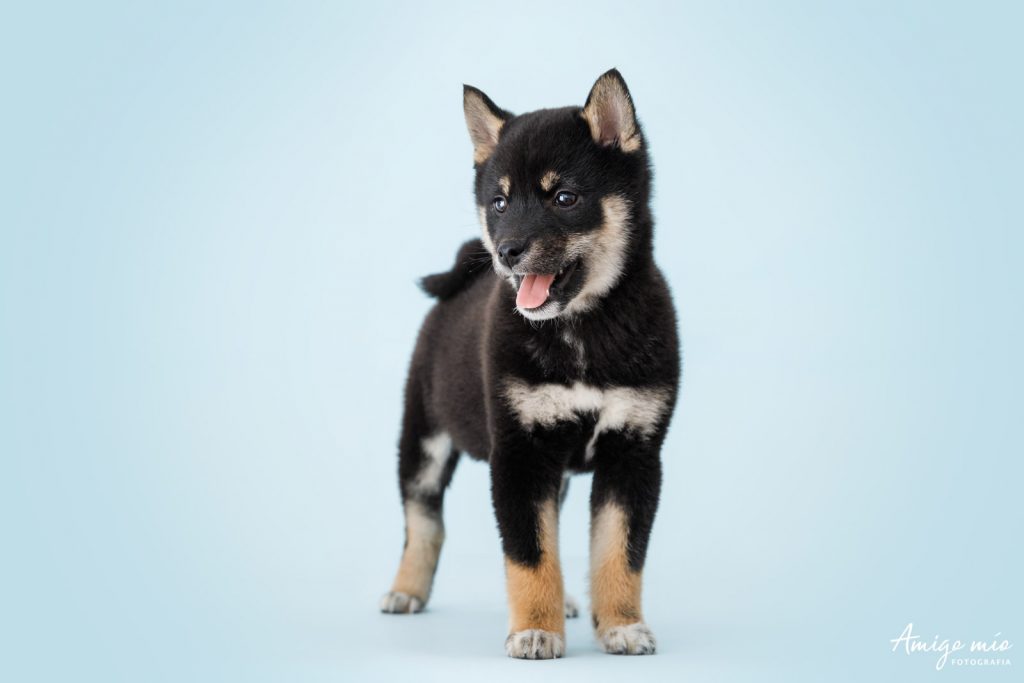 Retrato de una cachorra Shiba Iru en fondo azul