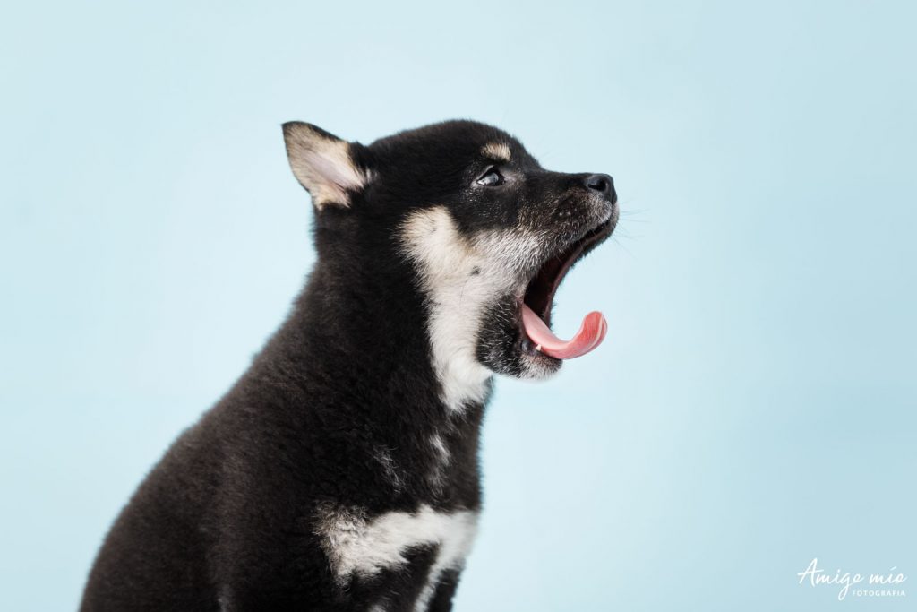 Retrato de un Shiba Iru en fondo azul