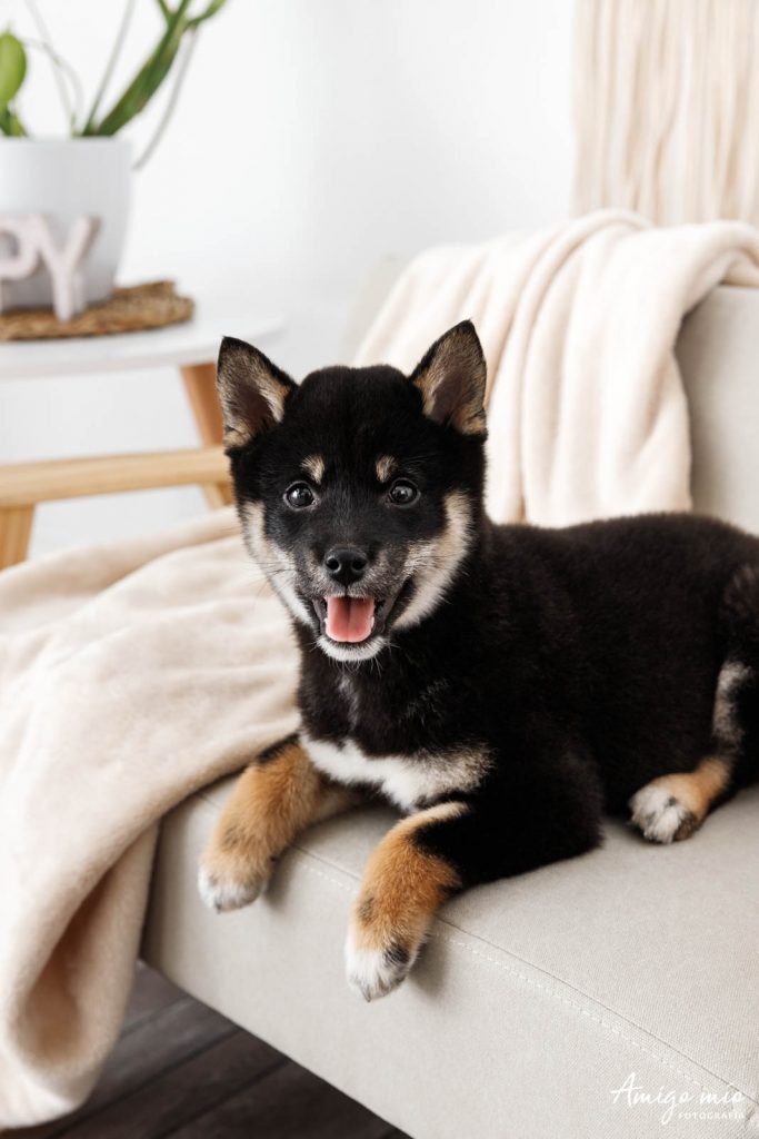 Perro Shiba Iru sentado en un sofa