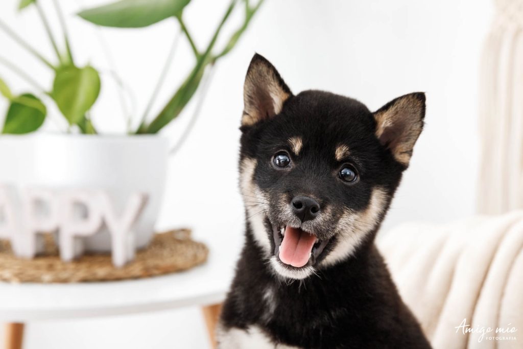Perro pequeño sonriendo con una planta en el fondo