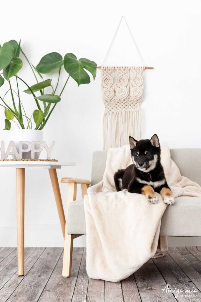 Cachorra Shiba Iru sentado en un sofa y plantas