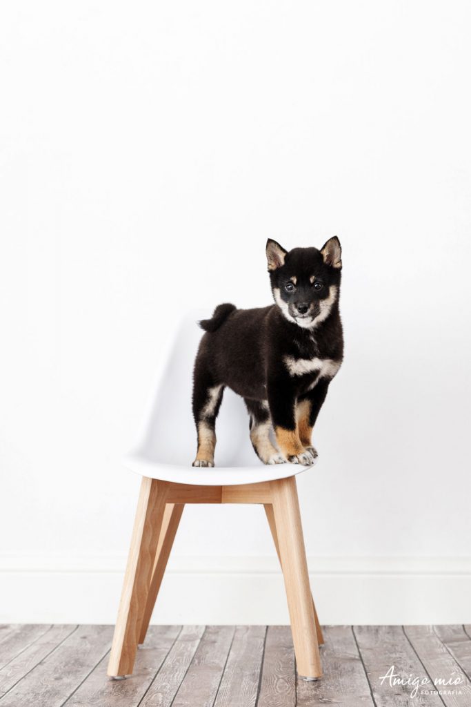 Perro Shiba Iru sentado en una silla blanca
