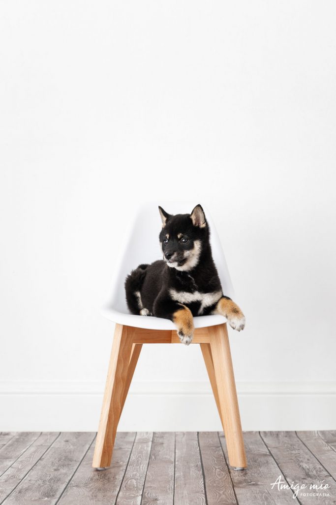 Cachorra Shiba Iru sentado en una silla blanca