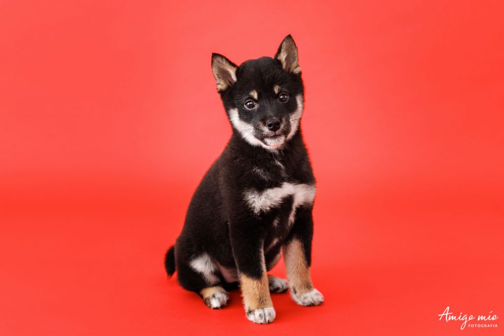 cachorro en un fondo blanco amigo mío fotografía