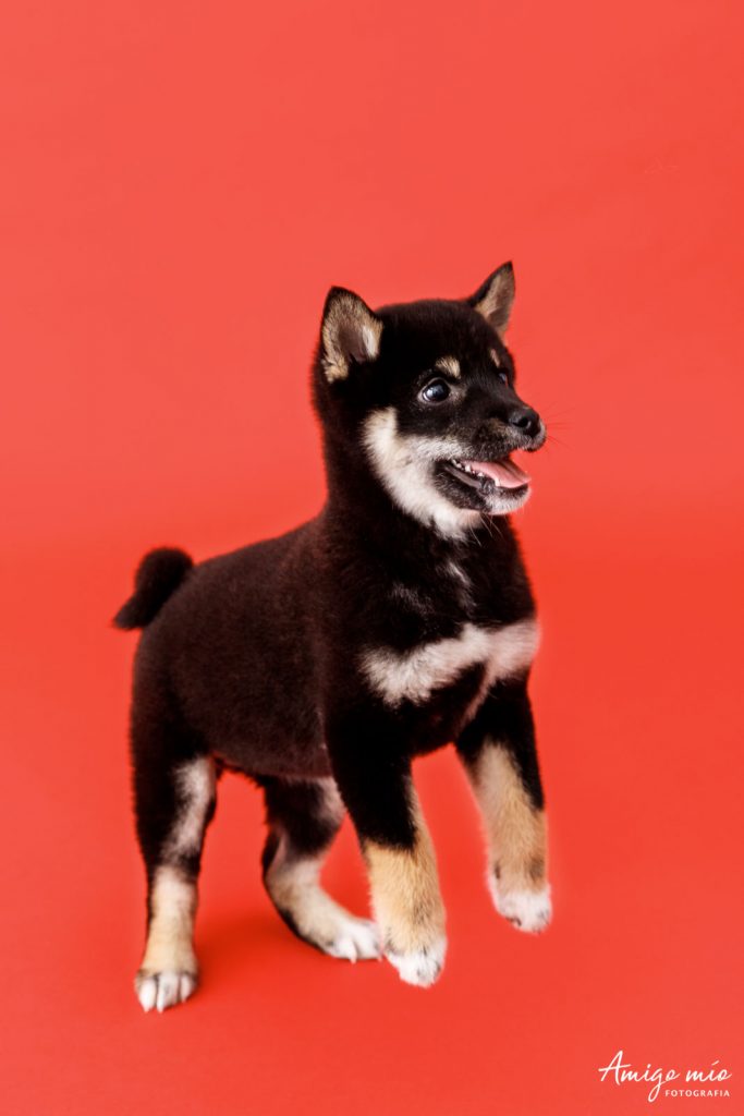 Perro Shiba Iru saltando en un fondo rojo