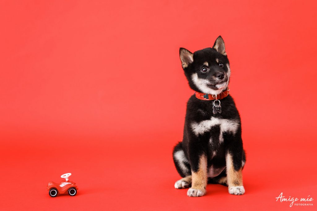 Cachorra Shiba Iru Dua sentado en un fondo rojo con un coche rojo