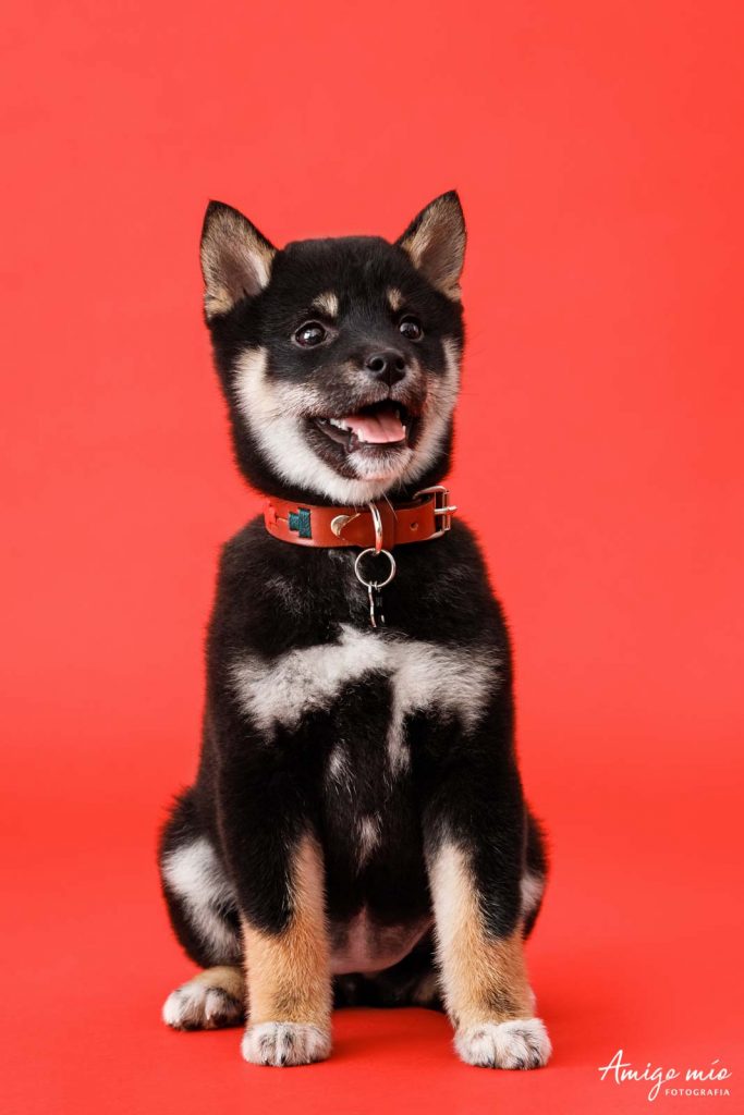 Cachorra Dua sonriendo sentado en un fondo rojo