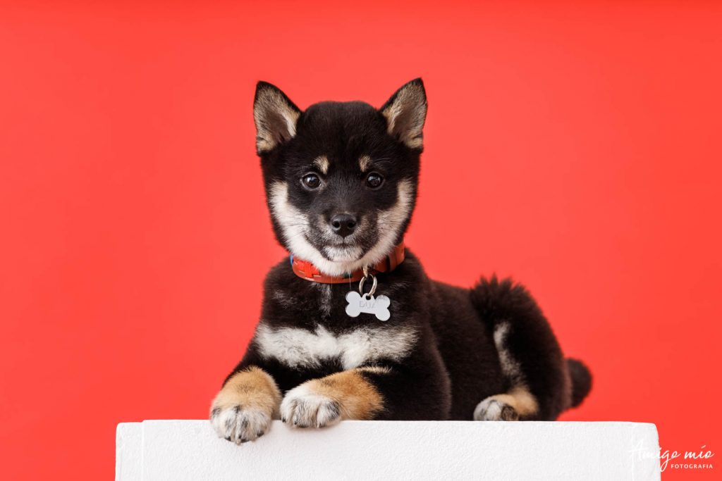 Cachorra Shiba Iru Dua con un collar rojo en un fondo rojo