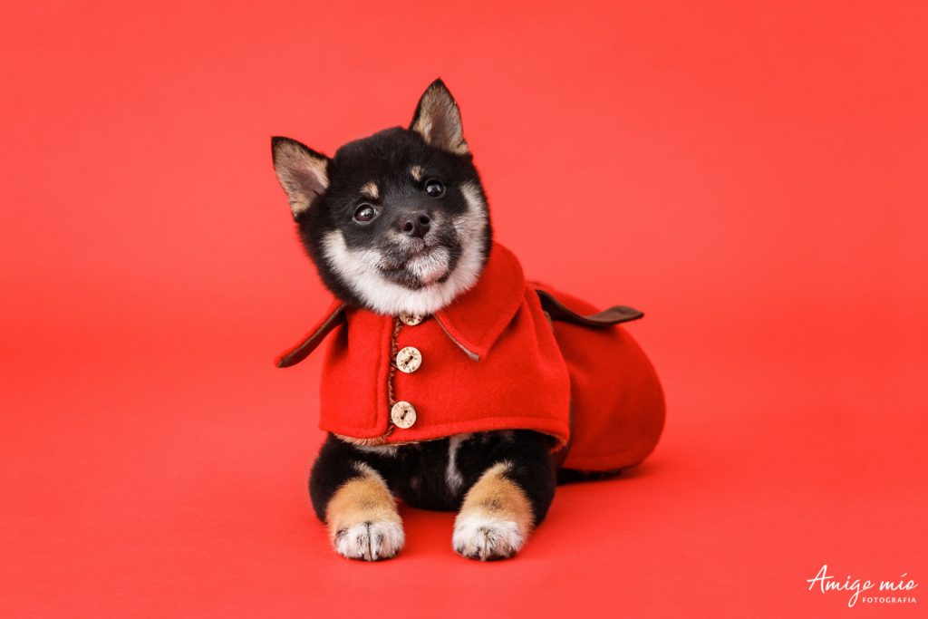 Cachorra Dua con un abrigo rojo tumbado en el suelo