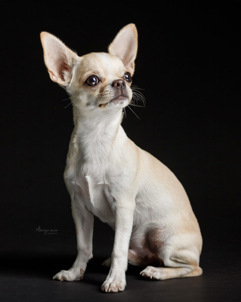 chihuahua fotografo de perros barcelona
