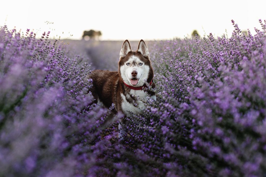 husky en campo de lavanda información sesiones