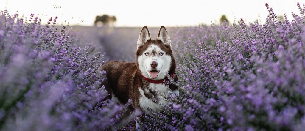 husky en campo de lavanda información de sesiones