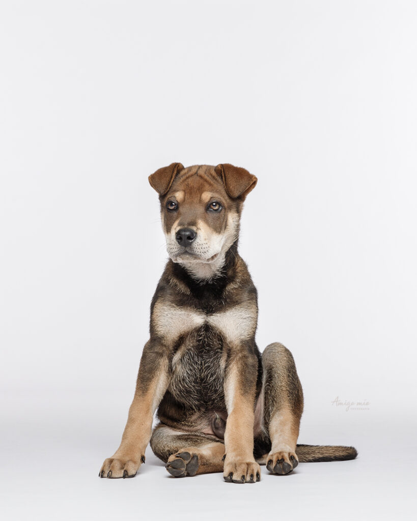 retratista animal fotografo de perros barcelona