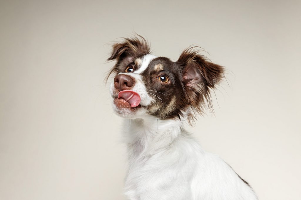 perro con lengua en una sesión de verano